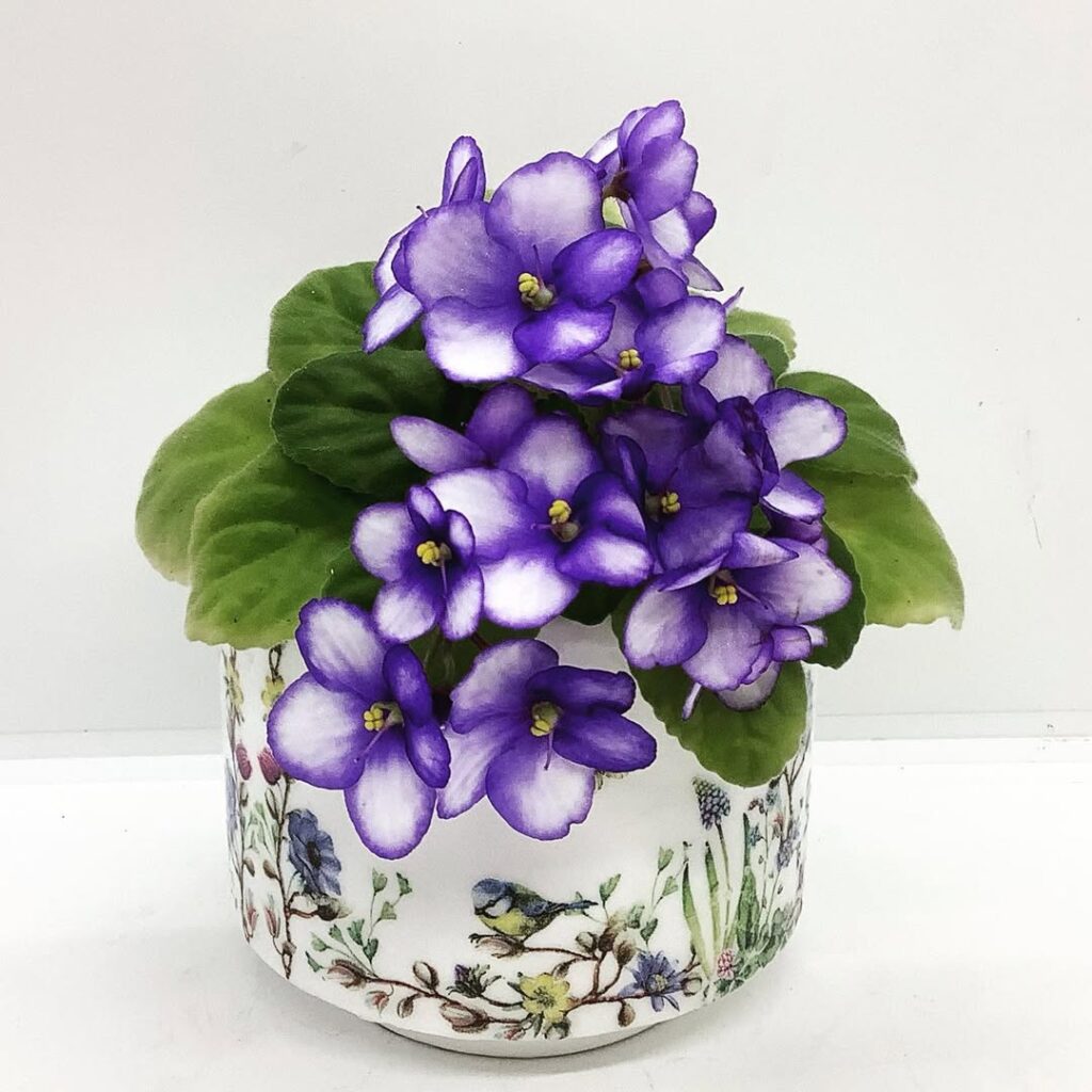 african violet flowers indoors