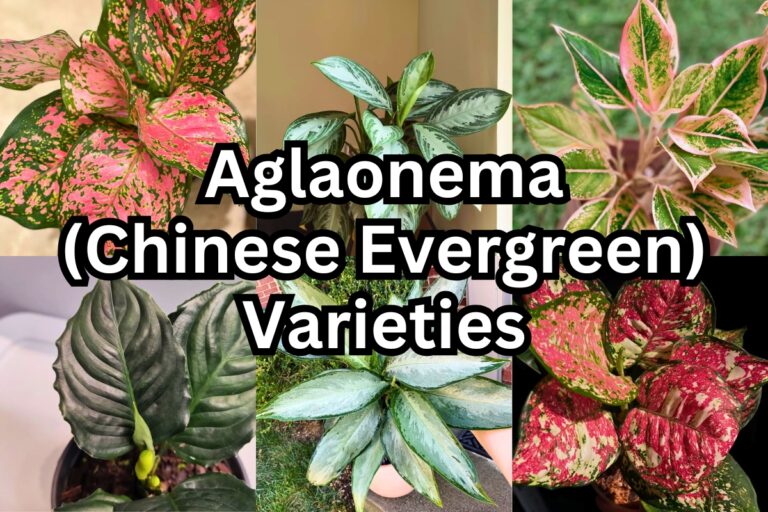 55 Aglaonema Varieties (Chinese Evergreen Ultimate Guide)