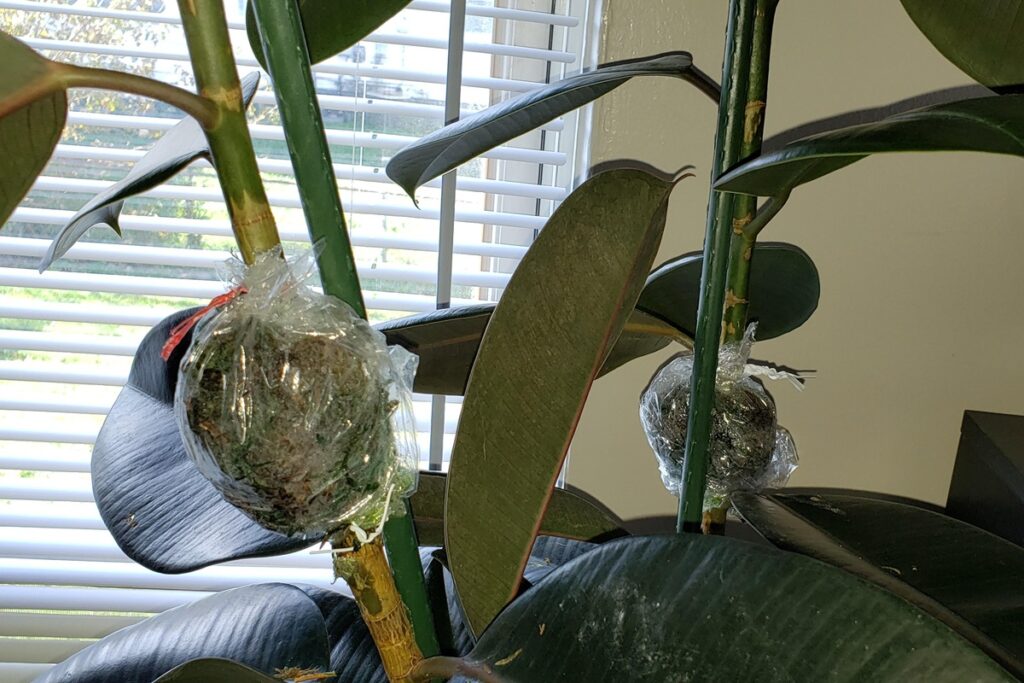 air layering rubber plant