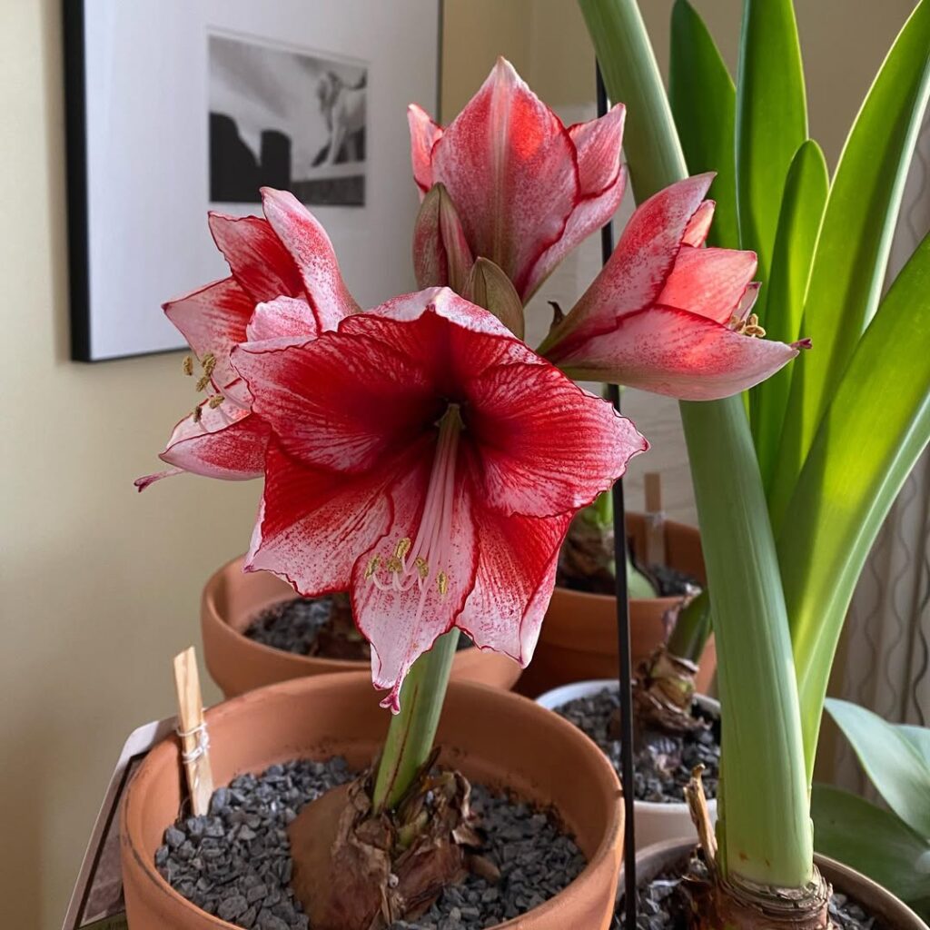 amaryllis flowers indoors