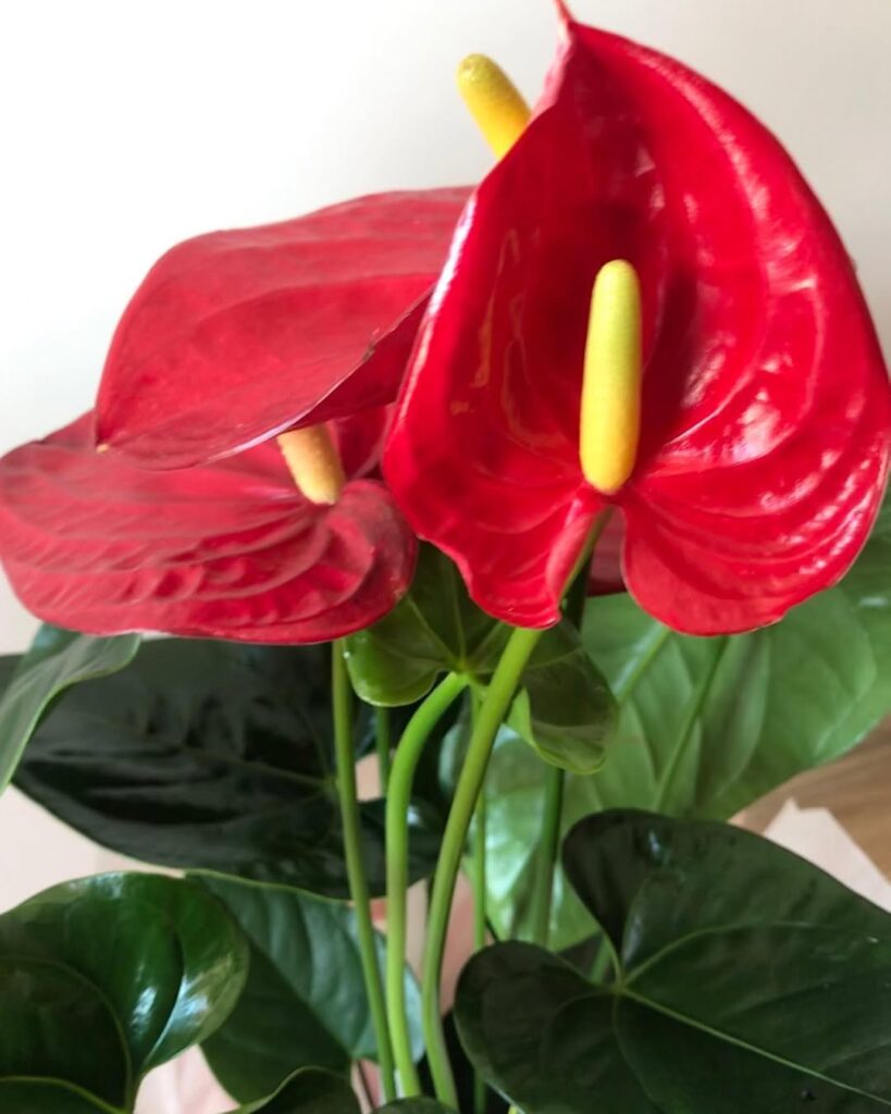 anthurium flowers indoors