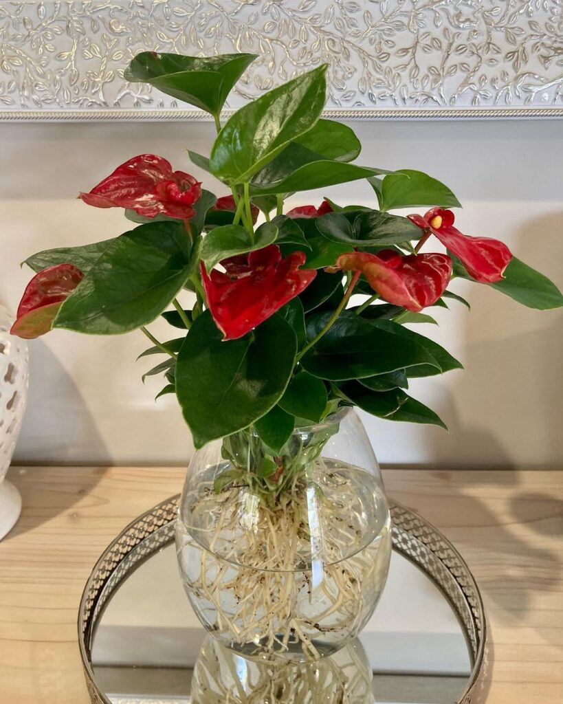 anthurium in water