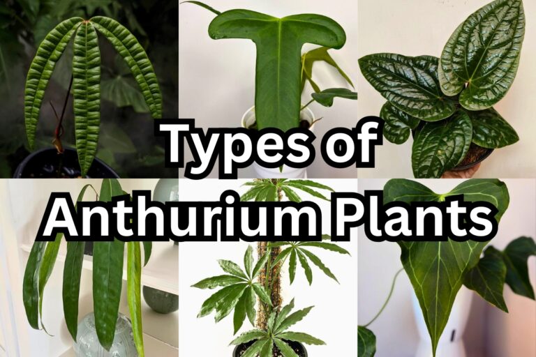 61 Anthurium Plants Varieties for Your Home