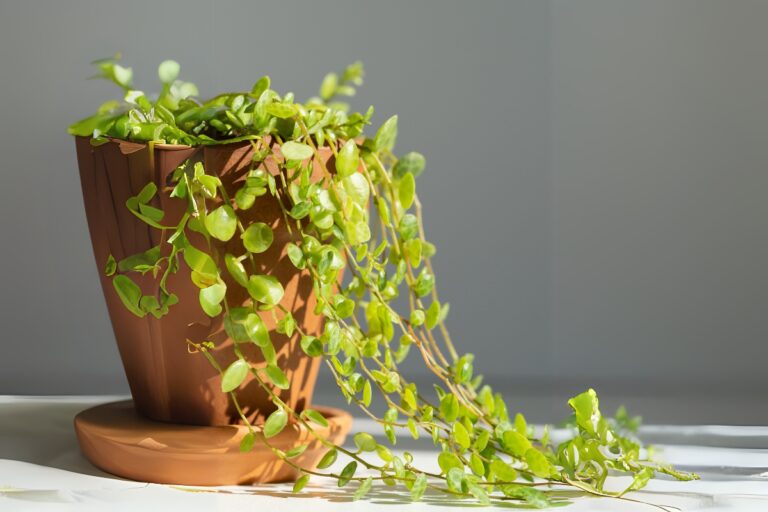 10 Beginner-Friendly Trailing Plants That Thrive Indoors