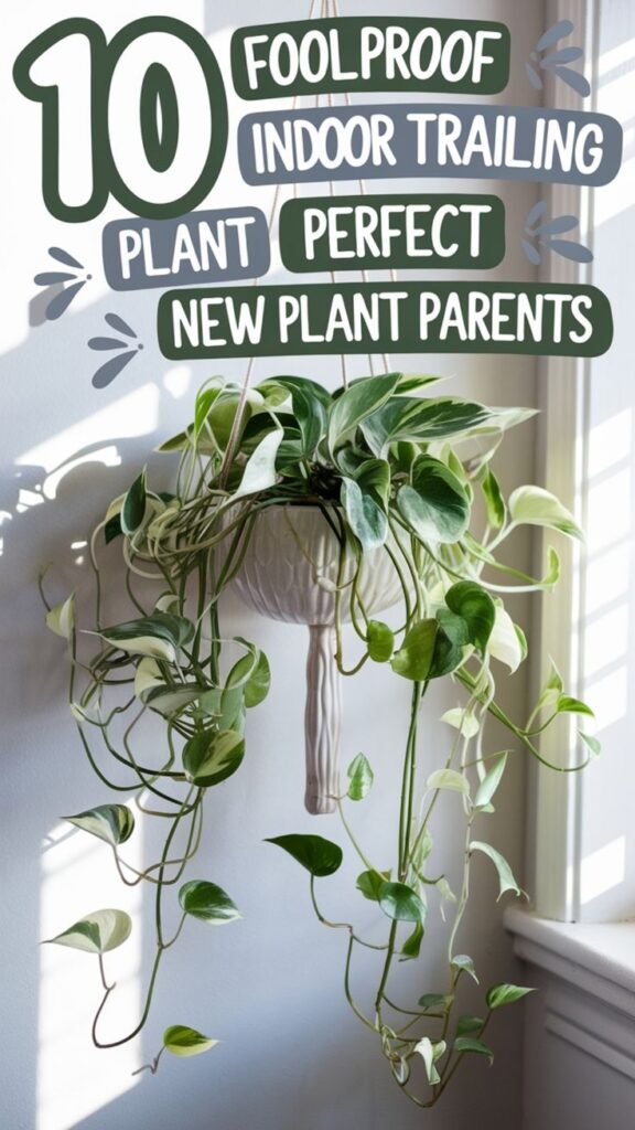 beginner indoor trailing plants