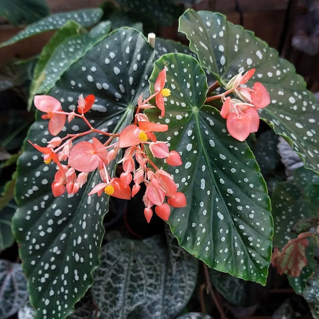 begonia