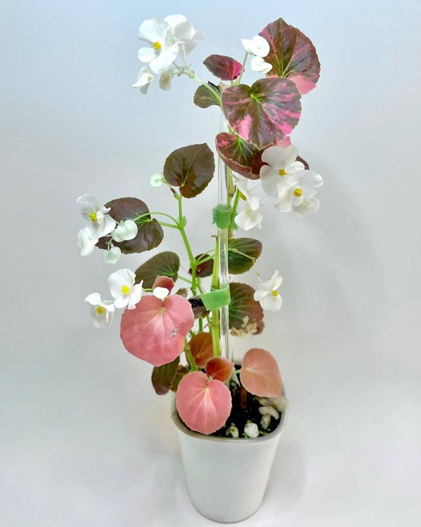 begonia flowers indoors