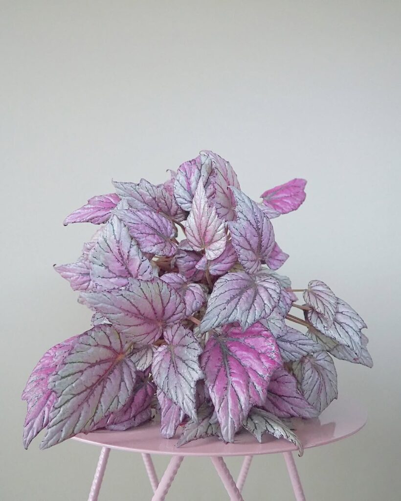 begonia rex