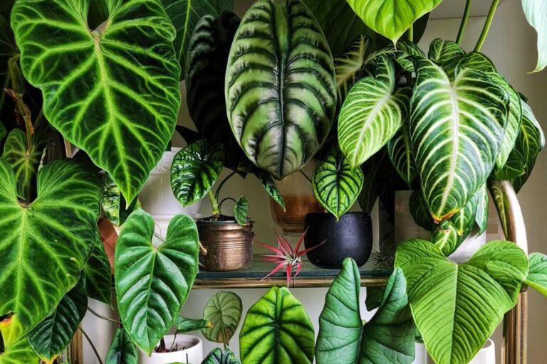 15 Best Aroid Plants That Flourish Indoors