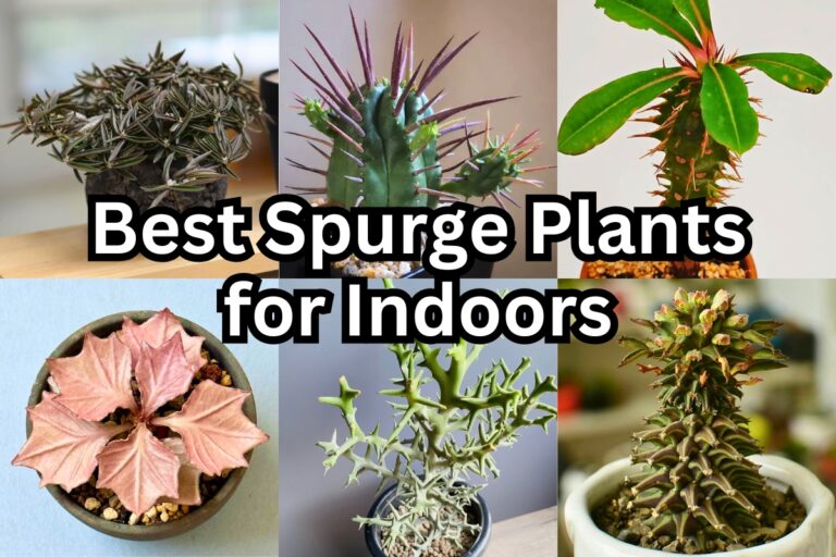 30 Best Euphorbia Spurge Plants for Growing Indoors