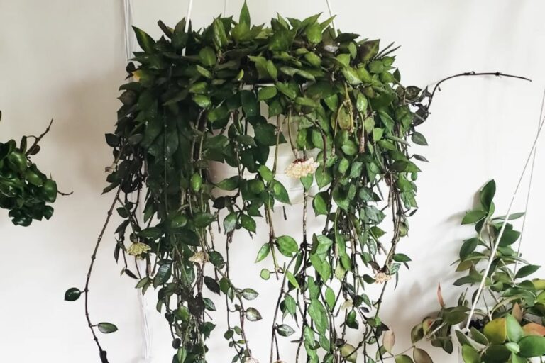 15 Top Hoya Plants That Look Amazing in Hanging Pots