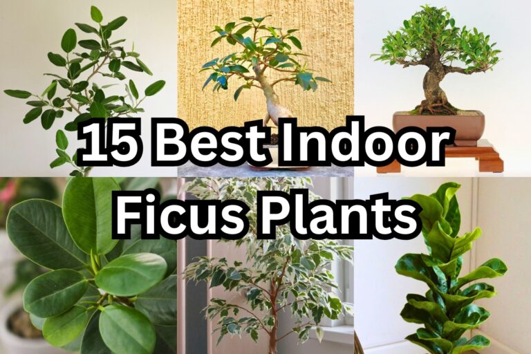 15 Best Indoor Ficus Plants for Easy Care