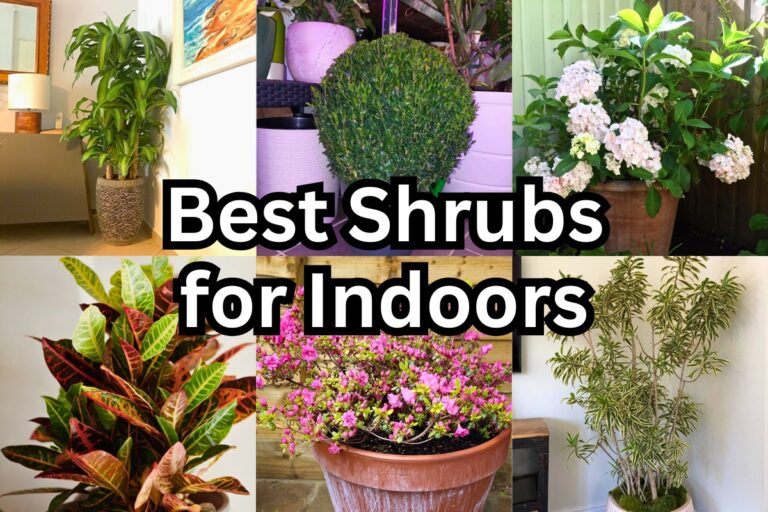 15 Best Shrubs for Indoor Growing