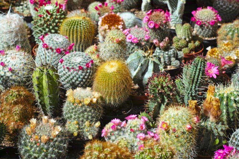 15 Best Cacti That Practically Take Care of Themselves
