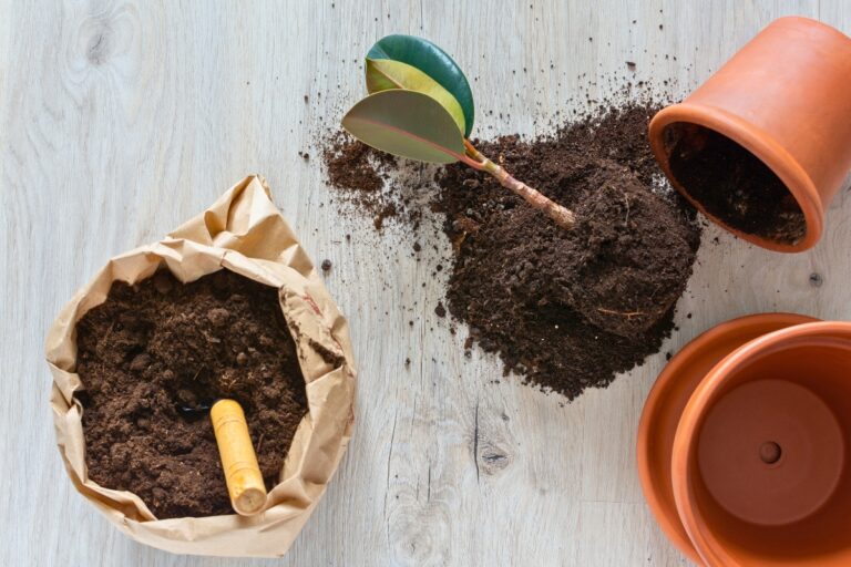 best soil for rubber plant