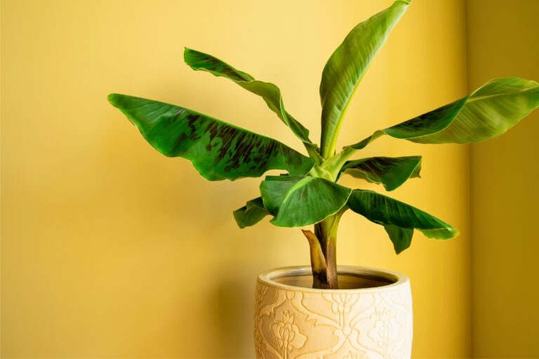 15 Big-Leaf Plants That Give Your Home a Tropical Feel