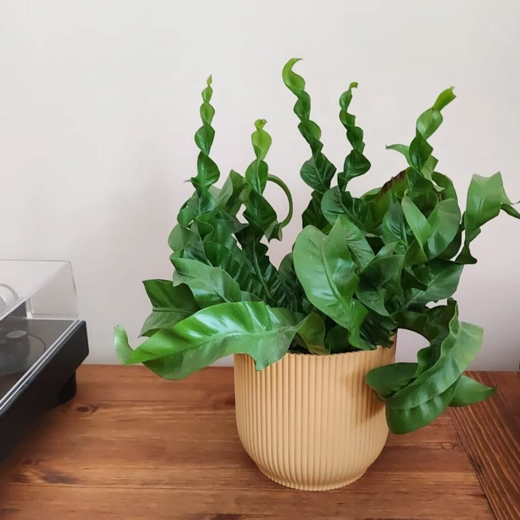 birds nest fern