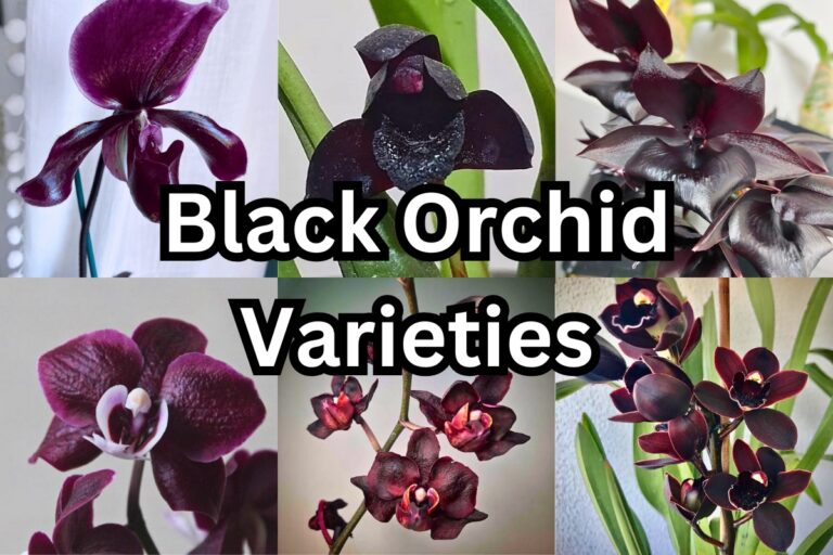 black orchids