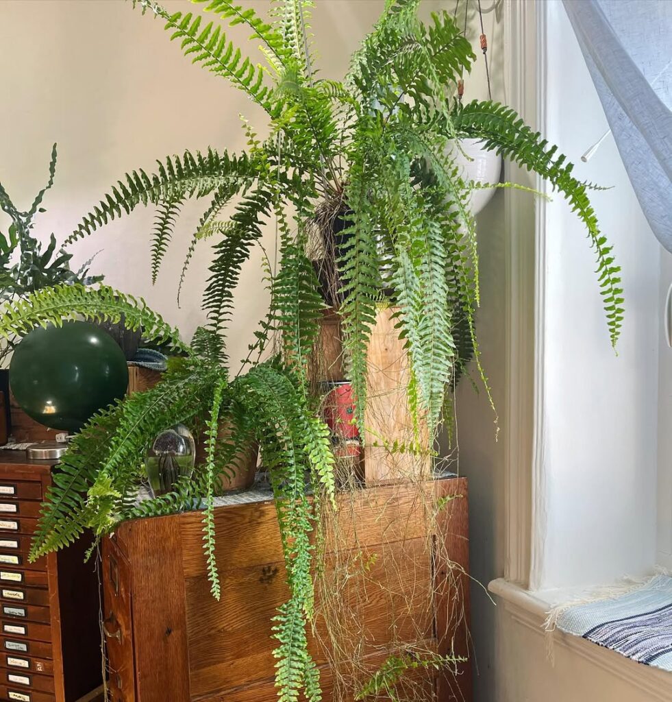 boston fern 1