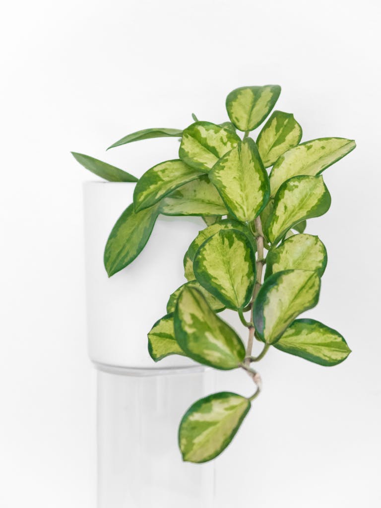 Bright green indoor plant in a sleek white pot on a white surface, showcasing simplicity.