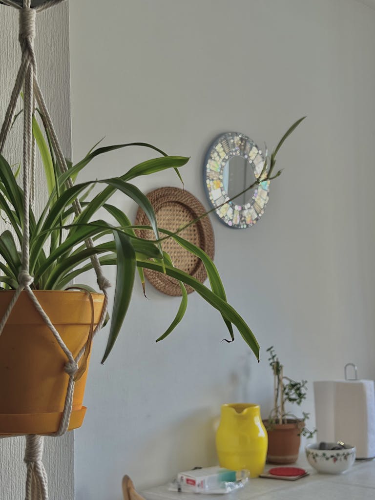 Bright indoor space in Tbilisi featuring hanging spider plant and eclectic decor.