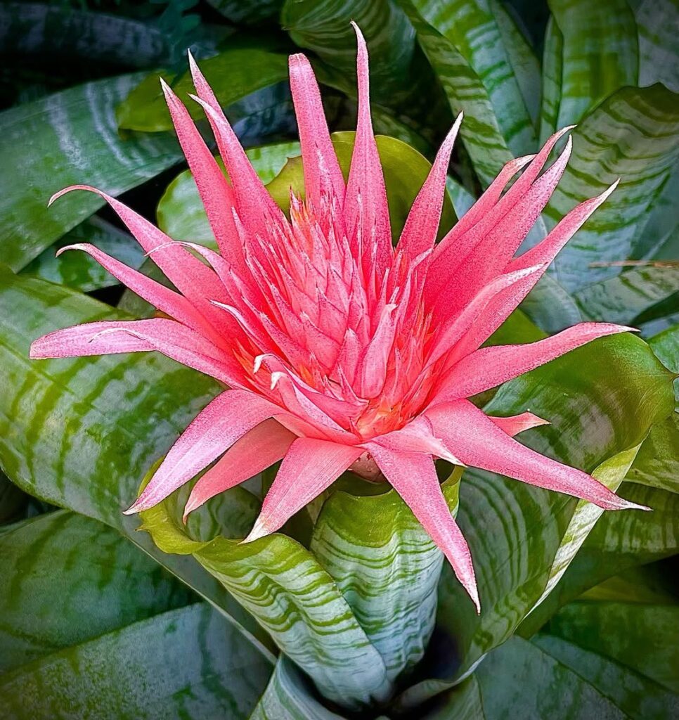 bromeliad