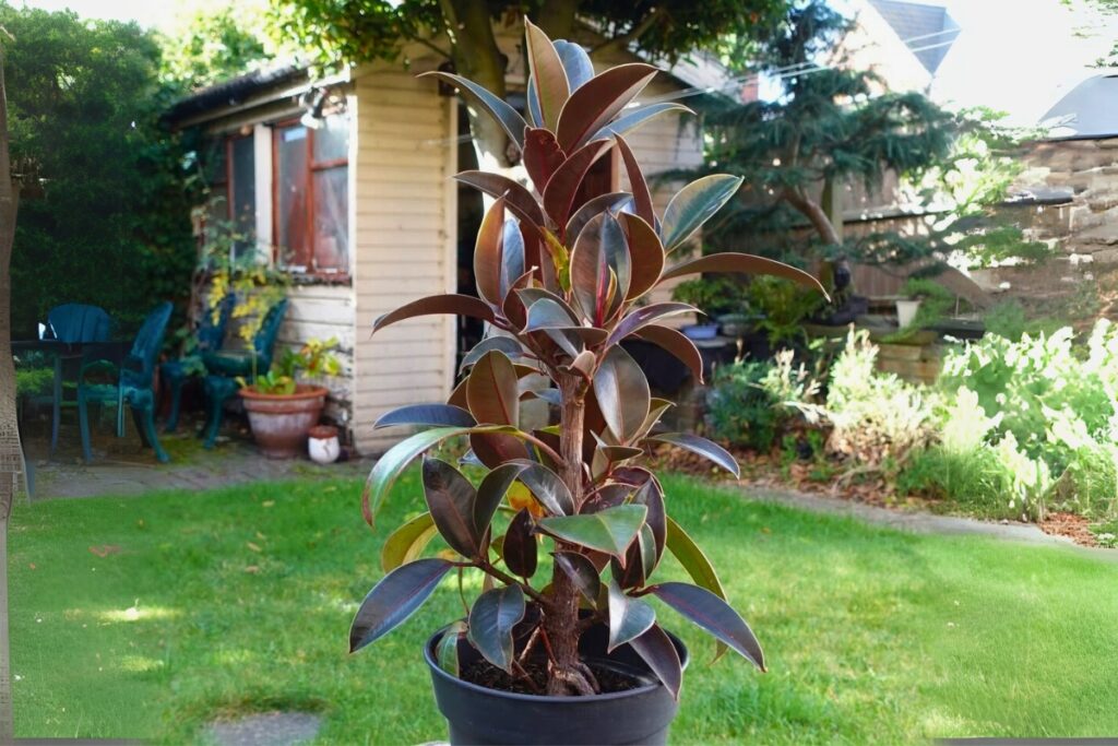 bushy rubber plant