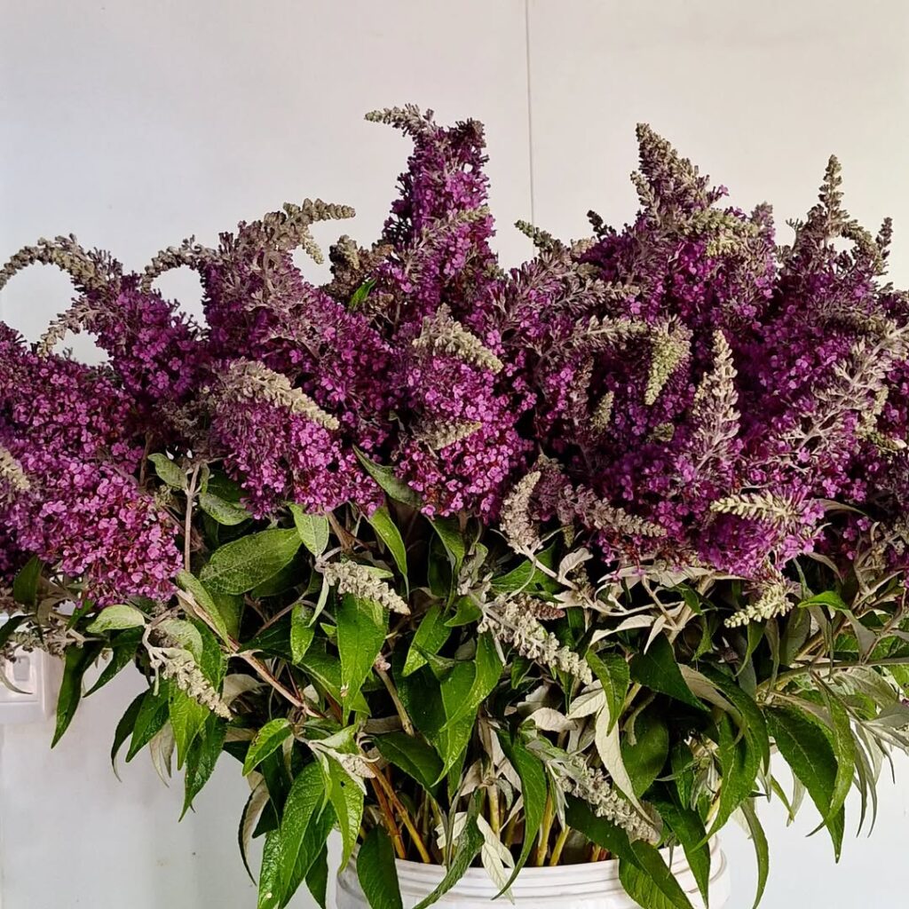 butterfly bush