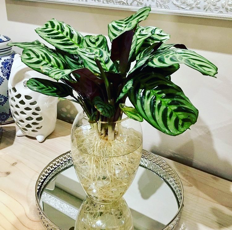 calathea in water