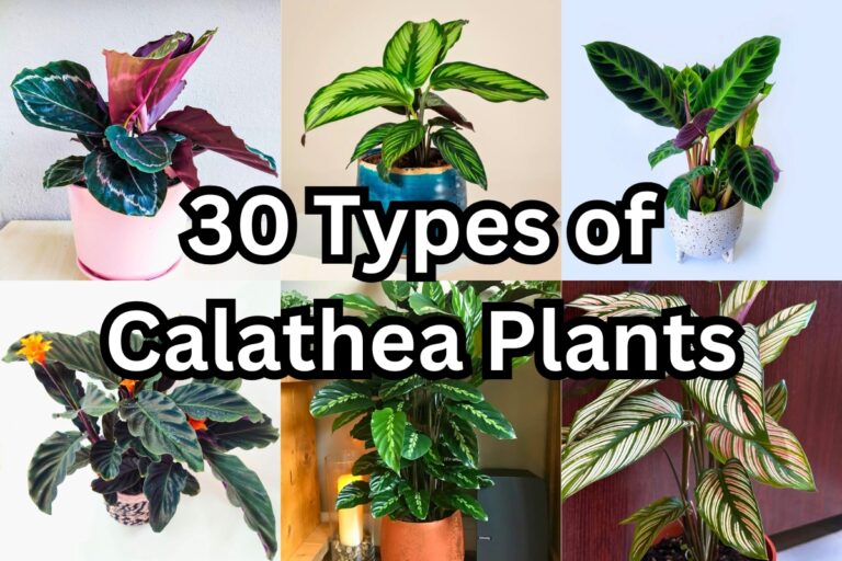 30 Calathea Plants With Eye-Catching Leaf Patterns