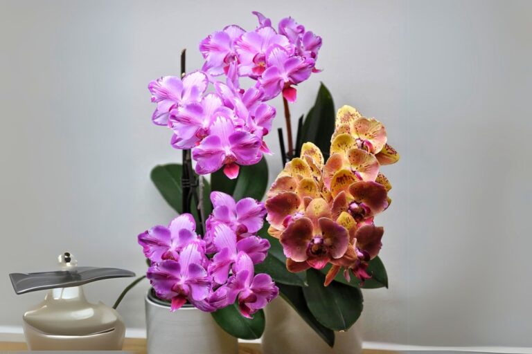 can orchid bloom year round