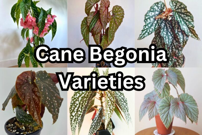 20 Stunning Cane Begonia Varieties You’ll Love