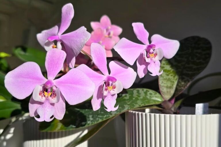 caring for Phalaenopsis Orchid while away