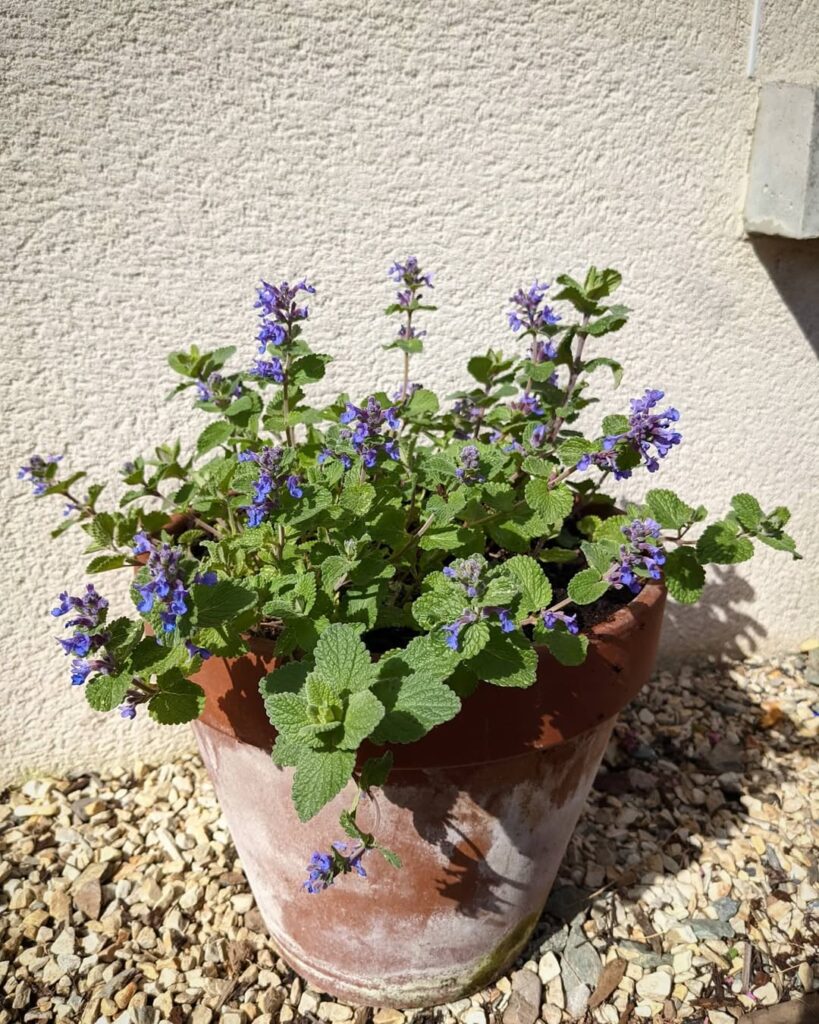 catnip plant