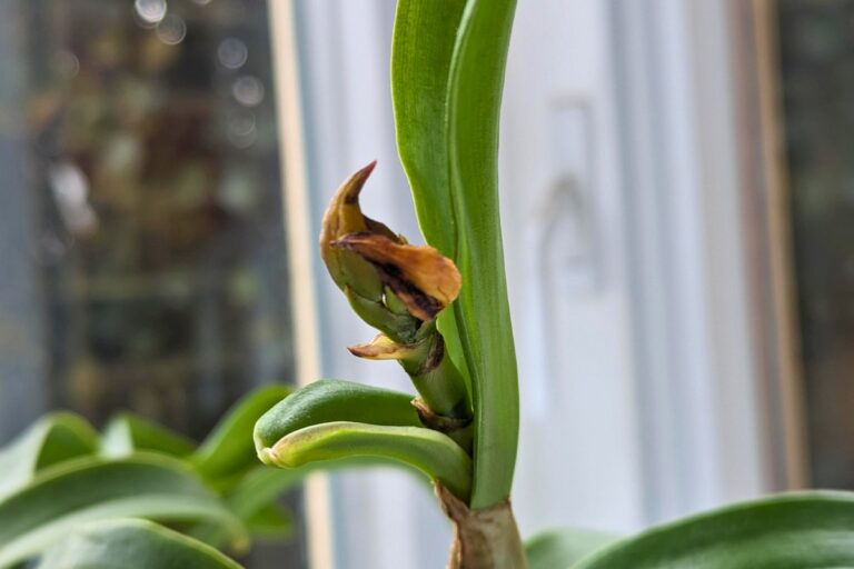 cattleya orchid dying