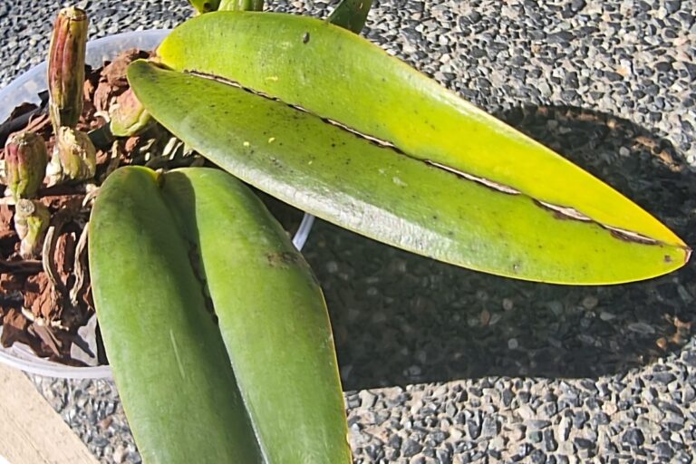 cattleya orchid pest problems