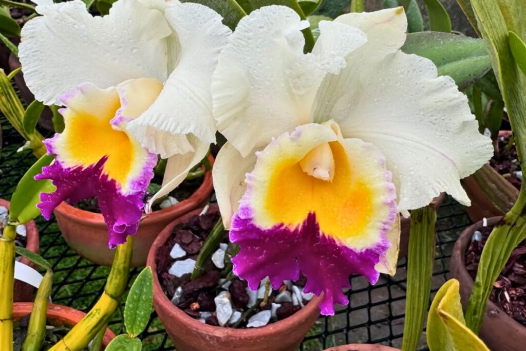 cattleya orchid potting medium