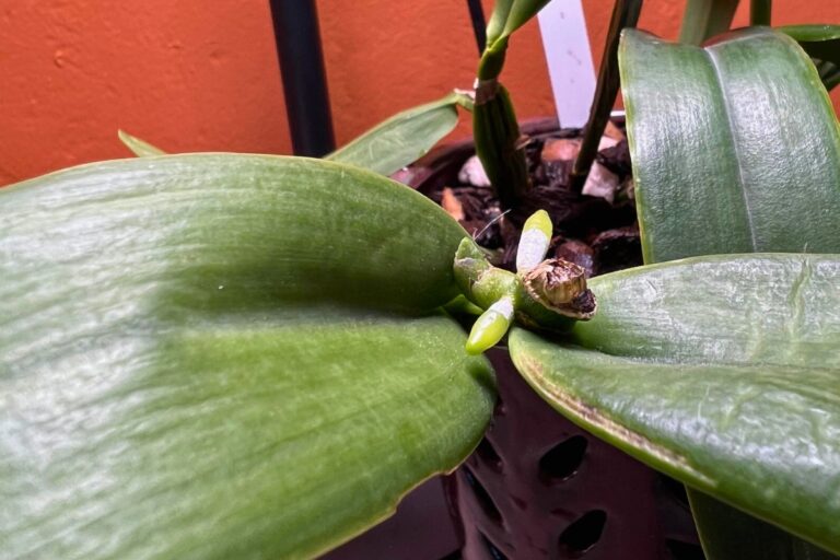 cattleya orchid propagation