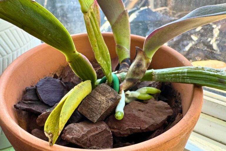 cattleya orchids common problems