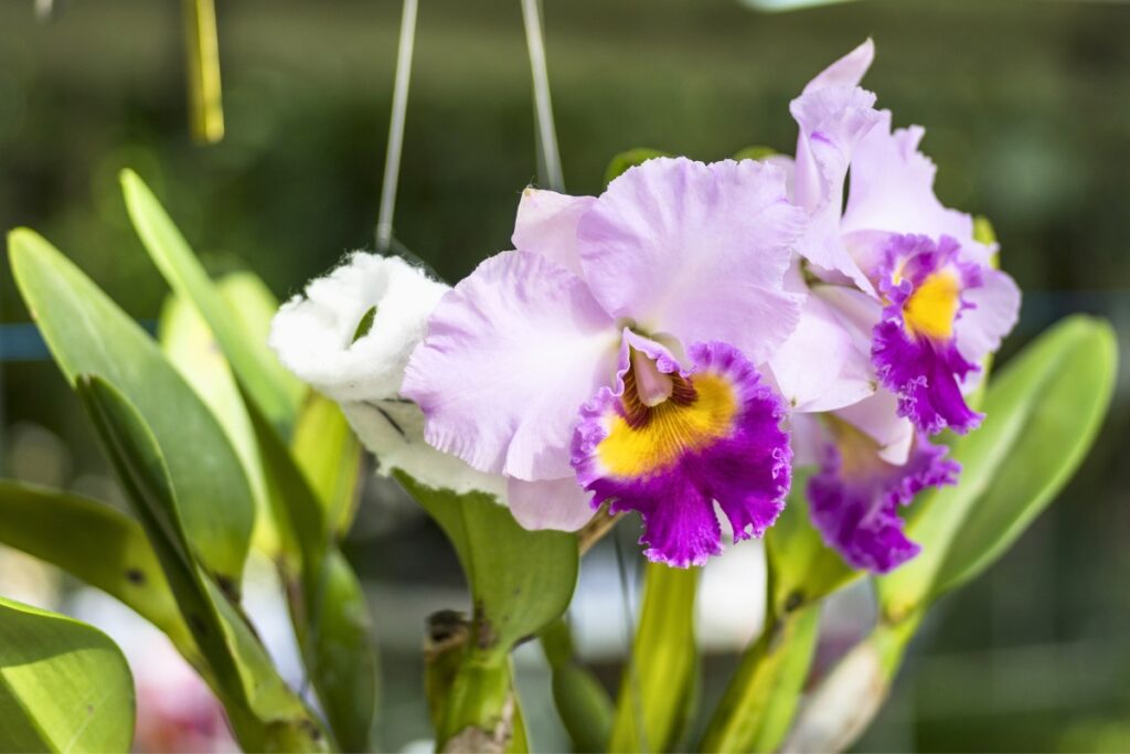 cattleya orchids seasonal care