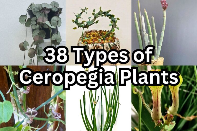 The Ultimate Guide to Ceropegia Plants: Varieties, Care & Propagation
