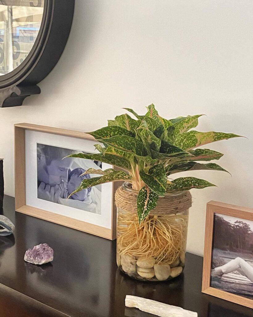 chinese evergreen in water
