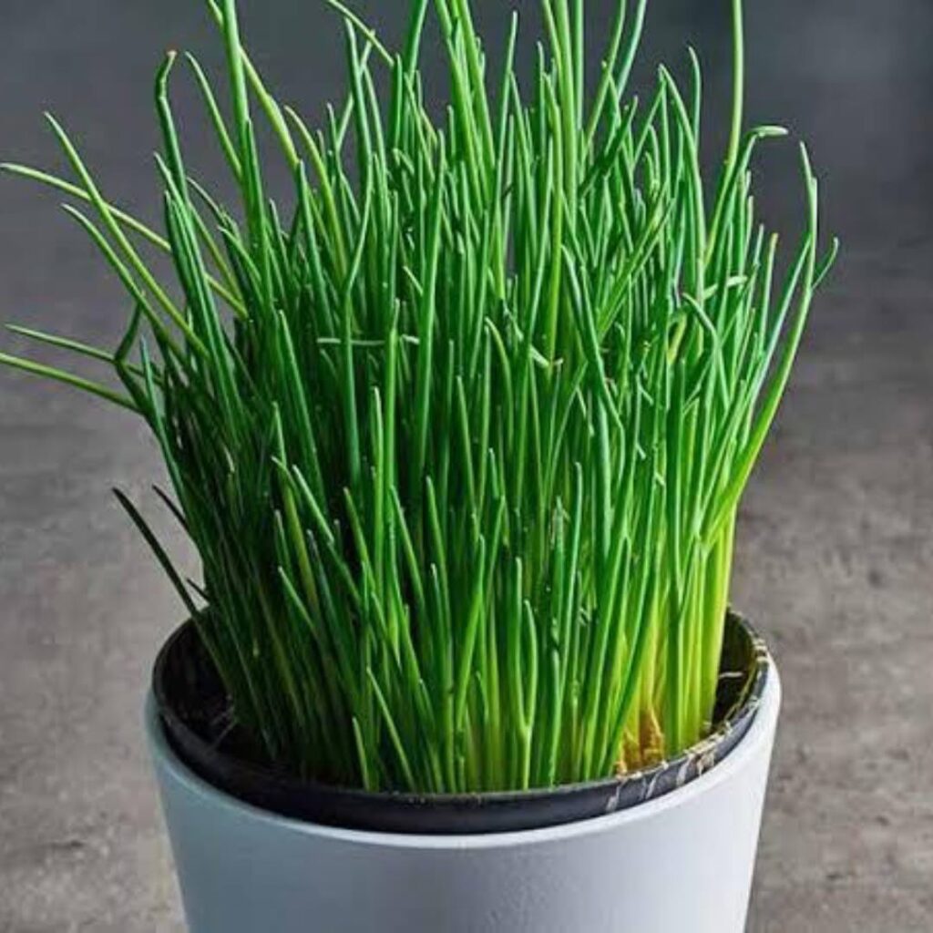chives