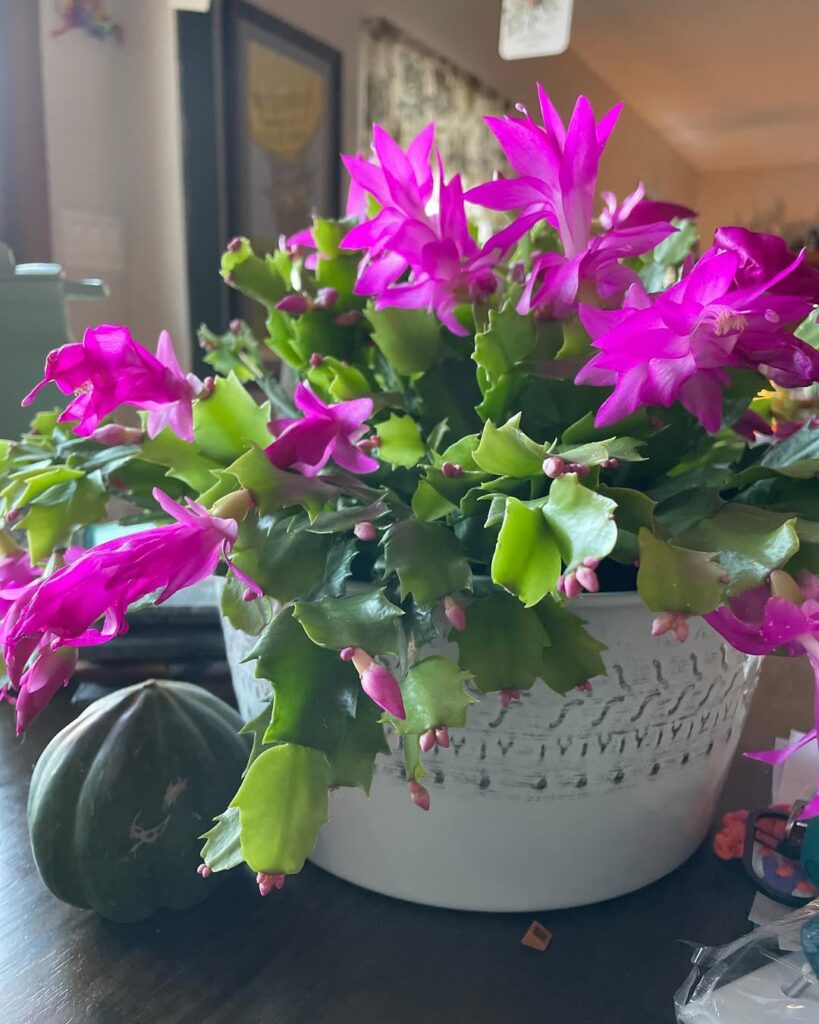 christmas cactus