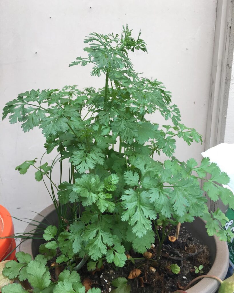 cilantro