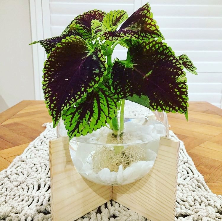coleus in water