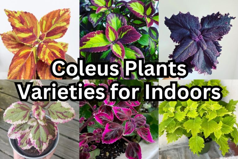 30 Best Indoor Coleus Varieties With Names and Pictures