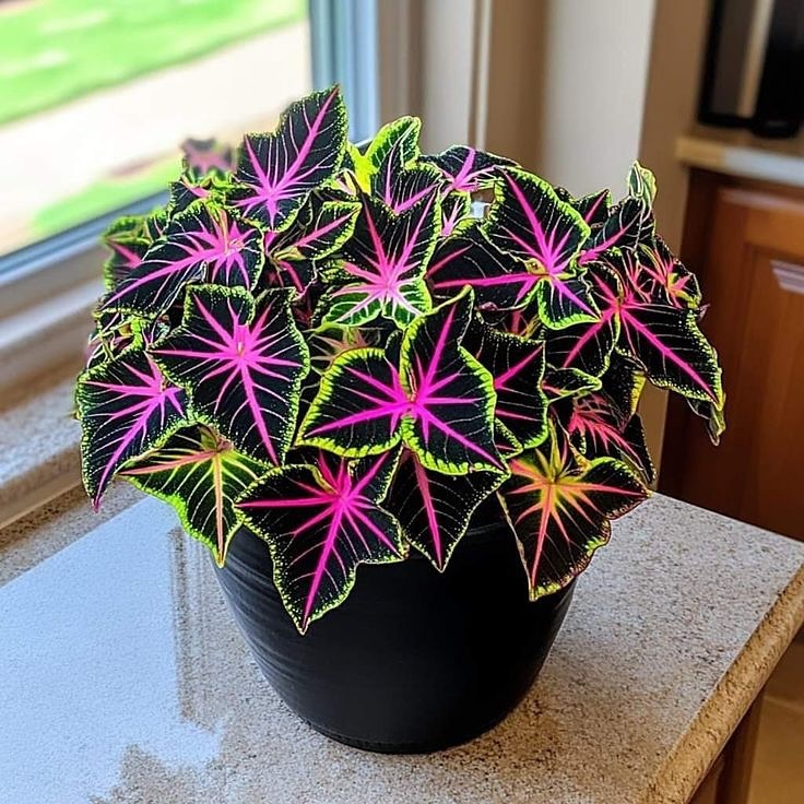 coleus