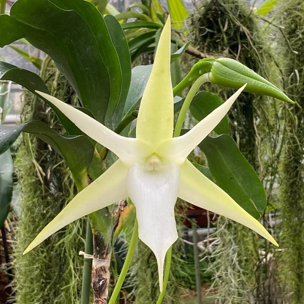comet orchid