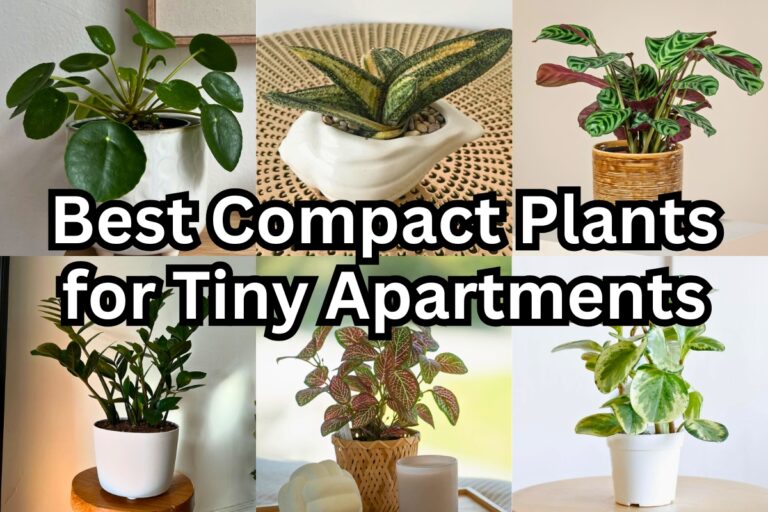 15 Compact Indoor Plants Perfect for Tiny Apartments